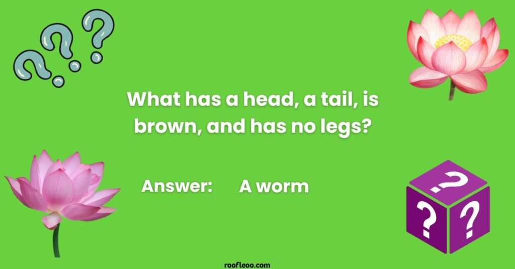 Fun Nature Riddles Perfect for Beginners