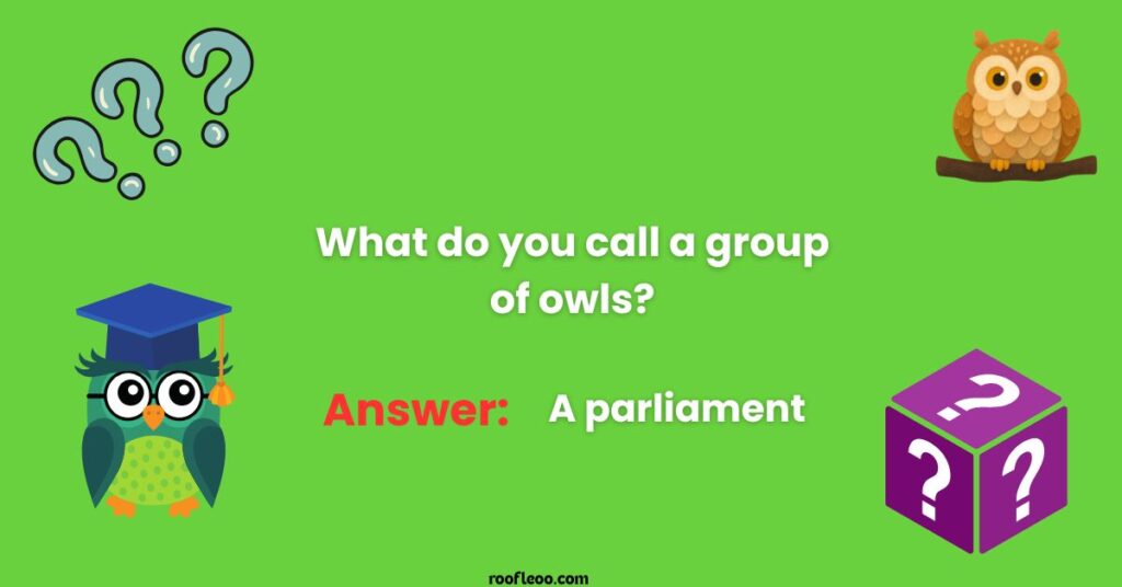 Themed Owl Riddles, Puns, and Wise Sayings