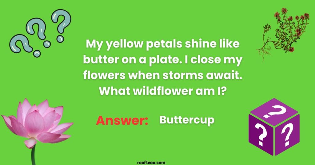 Whimsical Wildflower Wonders